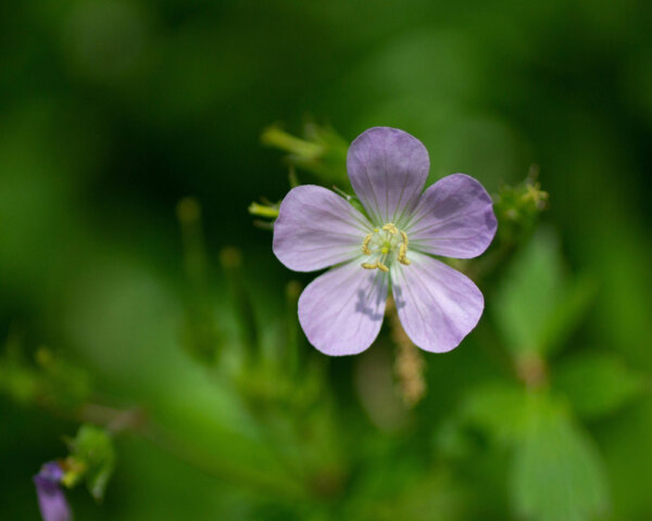 Pflanz Bauwerk Dienstleistungen Gewaechshaus 03
