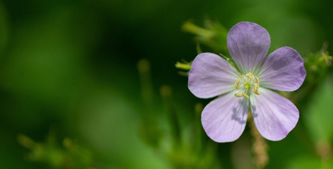 Pflanz Bauwerk Aktuelles Gewaechshaus Hero