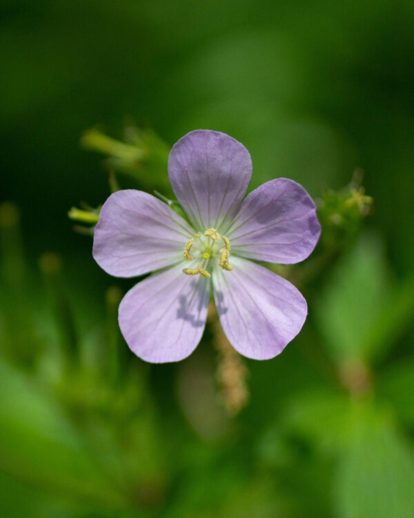 Pflanz Bauwerk Aktuelles Gewaechshaus intro
